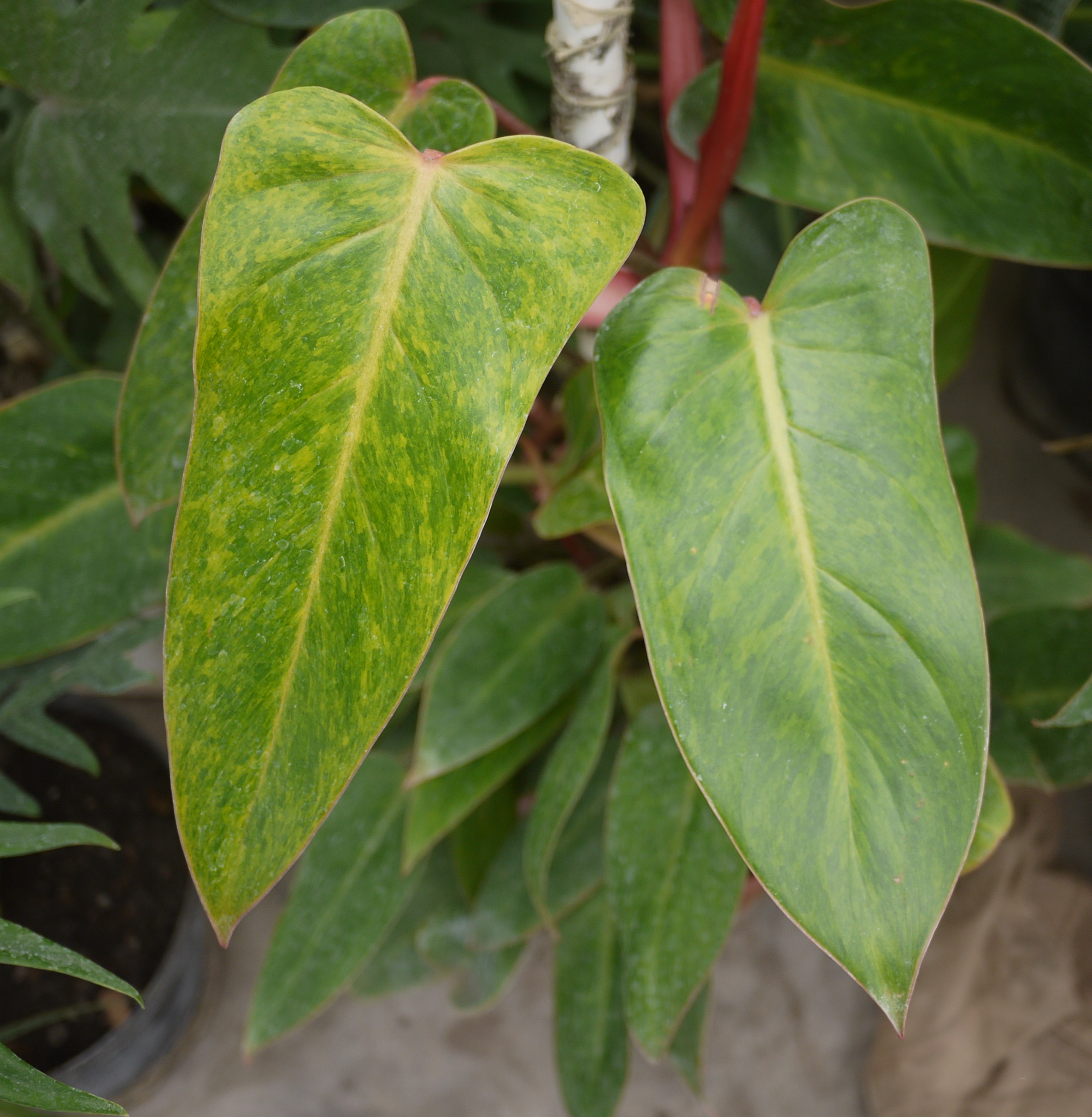 Philodendron erubescens